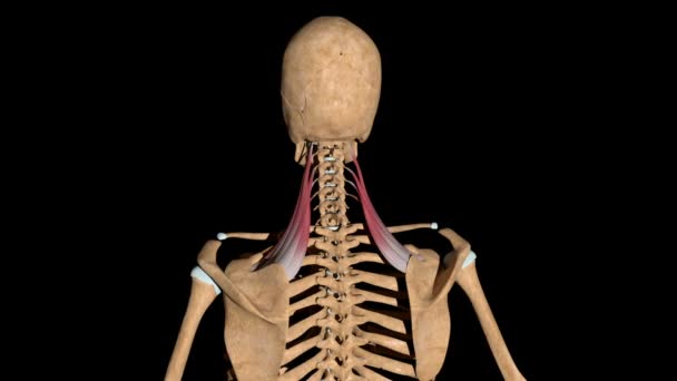 Denna Video Visar Levator Scapulae Muskler Skelett — Stockvideo