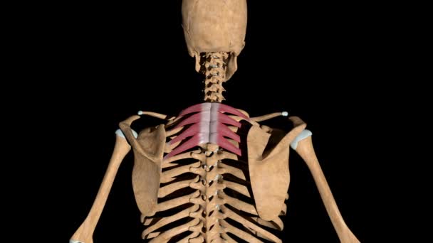 Deze Video Toont Serratus Achterste Superieure Spieren Het Skelet — Stockvideo