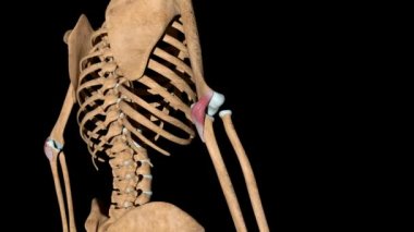 Bu video iskeletteki anconeus kaslarını gösteriyor.