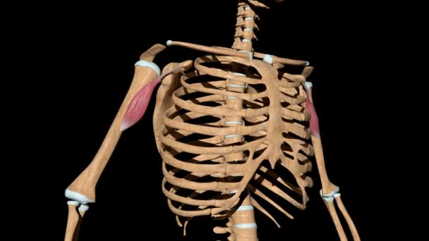 Video Shows Coracobrachialis Muscles Skeleton — Stock Video