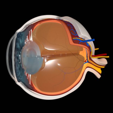 Bu 3 boyutlu resimde insan gözünün bir bölümü görülüyor.