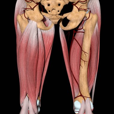 This 3d illustration shows the femoral artery in back view clipart