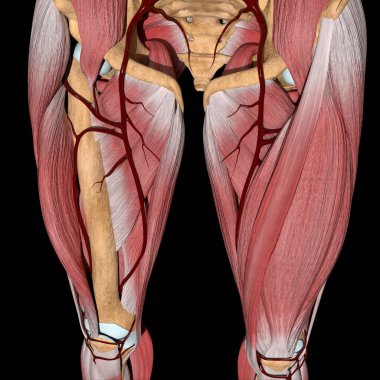 This 3d illustration shows the femoral artery between musles clipart