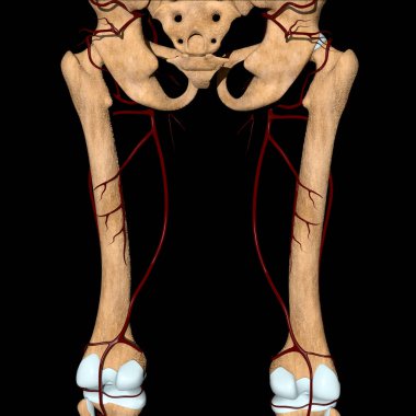 This 3d illustration shows the femoral artery on bones in back view clipart