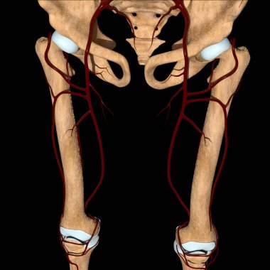 This 3d illustration shows the femoral artery on bones clipart