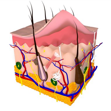 This 3d illustration shows the human skin layers clipart