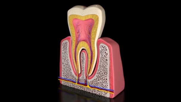 Questo Video Mostra Anatomia Della Sezione Trasversale Del Dente Umano — Video Stock