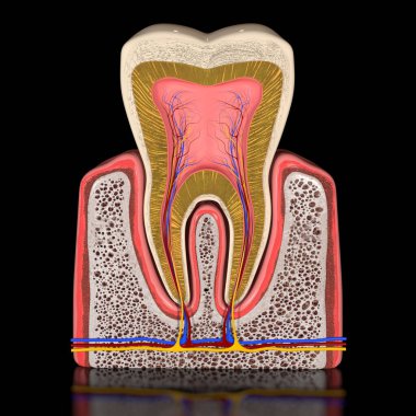 Bu 3 boyutlu çizim, insan dişi anatomisini tüm parçaları görünür bir şekilde çapraz kesitte gösteriyor.