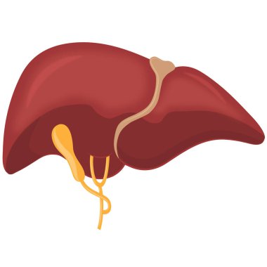 İnsan karaciğer organının görüntüsü izole edildi.