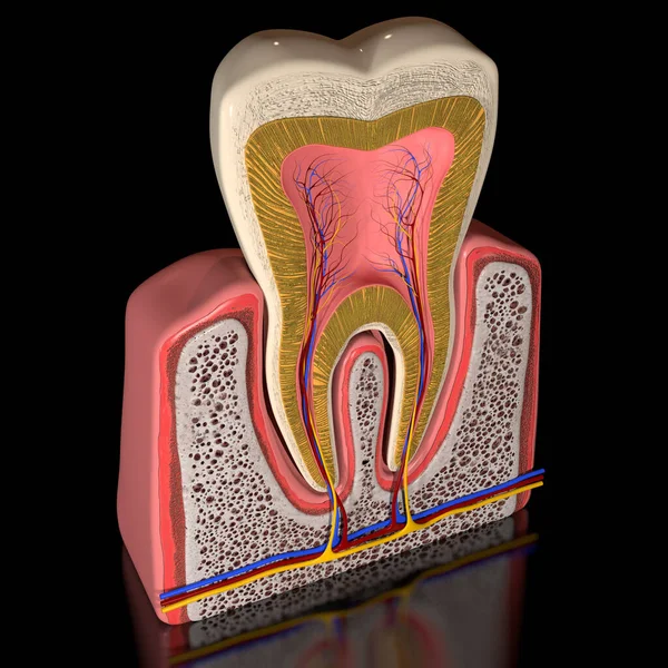 Esta Una Ilustración Anatomía Sección Transversal Del Diente Humano Vista — Foto de Stock