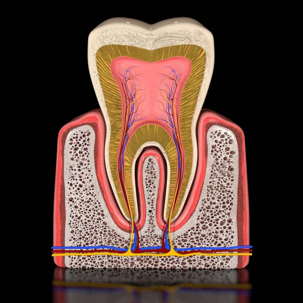 この3D図は 彼のすべての部分が見える断面の人間の歯の解剖学を示しています — ストック写真