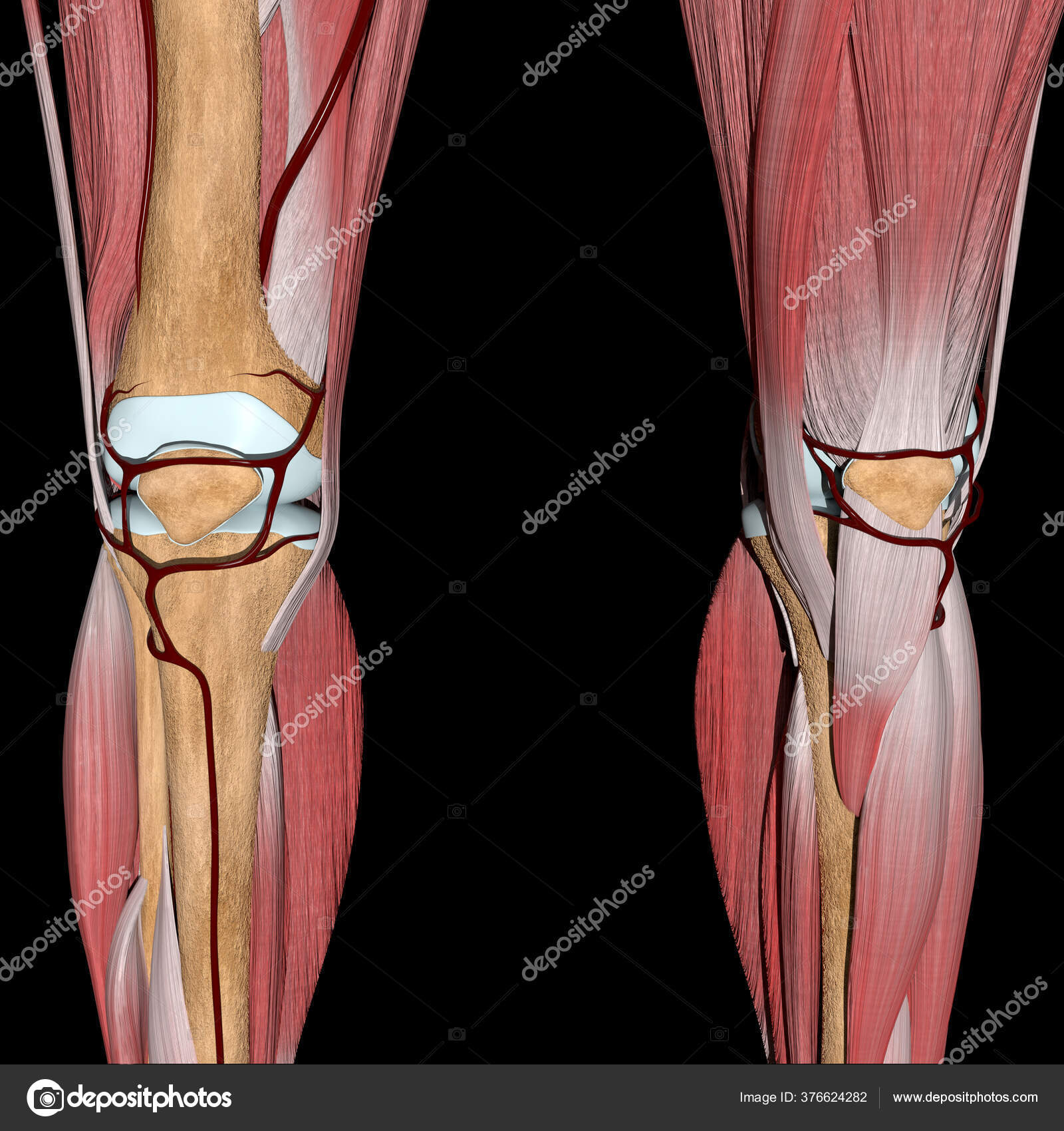 Femoral Artery Model Biology Diagrams