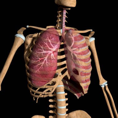 This is a 3d illustration of the  human lungs and bronchial tree clipart
