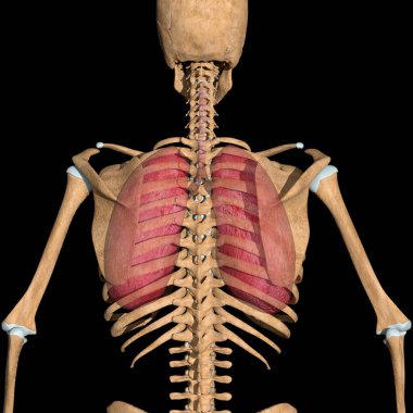 Bu, insan akciğerlerinin arka görüntüsünün 3 boyutlu bir çizimi.