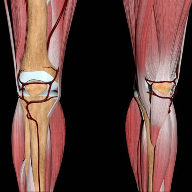 This 3d illustration shows the knee arteries on bones and muscles clipart
