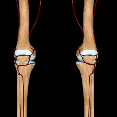 Bu 3D çizim, kemiklerdeki diz atardamarlarının ön görüntüsünü gösteriyor.