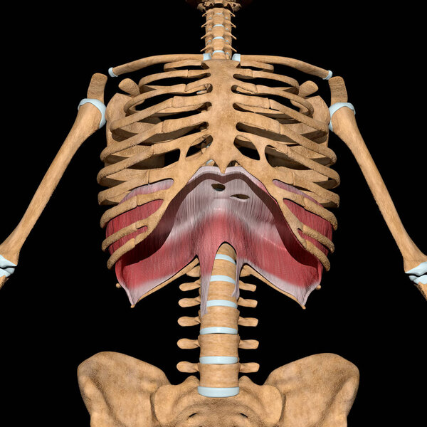 This 3d illustration shows the diaphragm muscle on skeleton