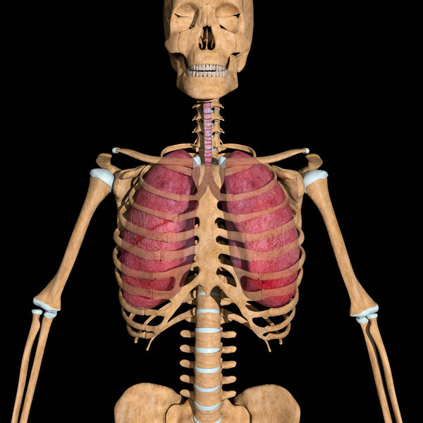 This is a 3d illustration of the  front view of the human lungs