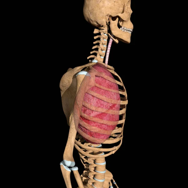 This is a 3d illustration of the  side view of the human lungs