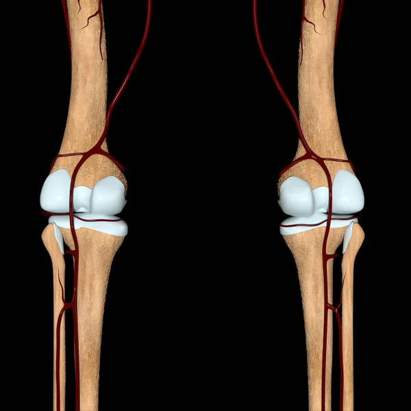 Esta Ilustração Mostra Visão Traseira Das Artérias Joelho Nos Ossos — Fotografia de Stock