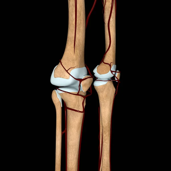 这个3D图为膝关节动脉在骨骼上的侧视图 — 图库照片