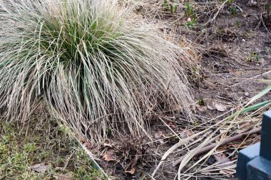 Ön planda güzel yeşil bitki.