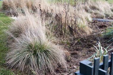 Ön planda güzel yeşil bitki.