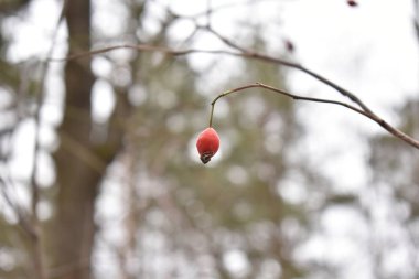  Kış ormanında bir dalda son kırmızı dut