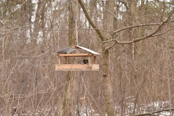 Kleiner Vogel Versteckt Sich Einem Futtertrog — Stockfoto