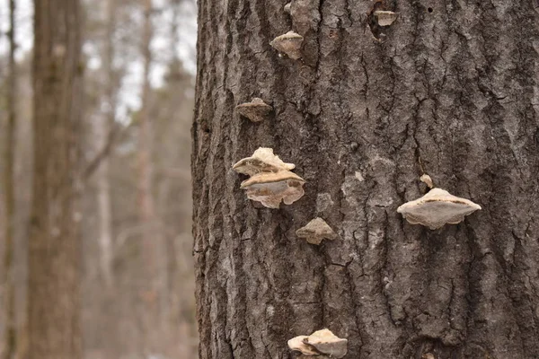 family of tree mushrooms on a tree trunk in a winter forest