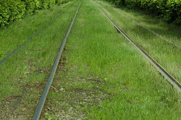 Vías Del Ferrocarril Bosque Hierba Verde — Foto de Stock