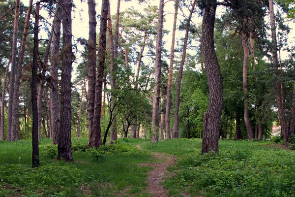 Passo Passo Floresta Pinheiros — Fotografia de Stock