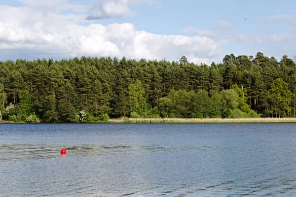 Landschaft Von Kiefernwald Über Dem Fluss Bewölkten Himmel — Stockfoto