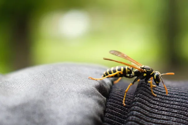 wasp close up on a jacket sleeve