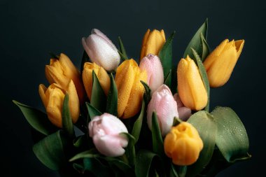 Mavi arka planda sarı ve pembe laleler. Uluslararası Kadınlar Günü, tarih, 8 Mart, 14 Şubat, doğum günü konsepti. Yakın plan.