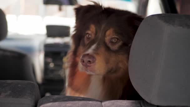 Aussie red-haired Australian Shepherd dog is sitting in backseat of car and looking at camera. Close-up — Stock Video