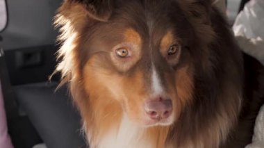 Kızıl saçlı Avustralyalı çoban köpeği aile arabasının bagajında oturur ve mesafeye bakar. Yakın plan.