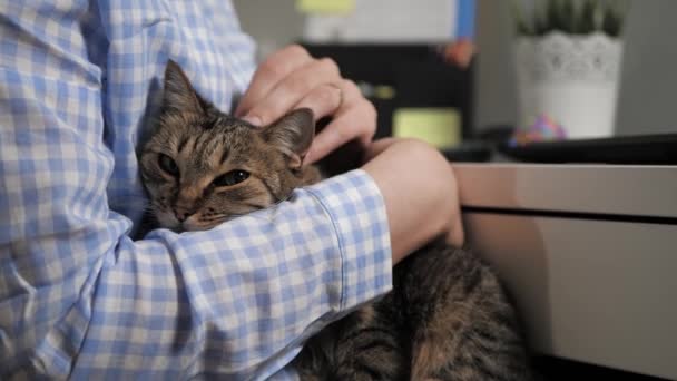 Flicka smekande katt. Kvinnliga händer håller tabby katt i sina händer och smeker honom med ull. Närbild — Stockvideo