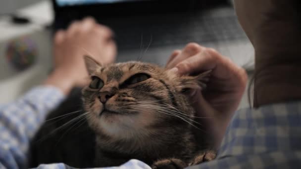 Gato feliz se sienta en el hombro de la mujer, manos femeninas acariciando y tipo en el teclado del ordenador portátil. De cerca. — Vídeo de stock