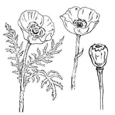 Çiçek haşhaş çizimleri bir dizi