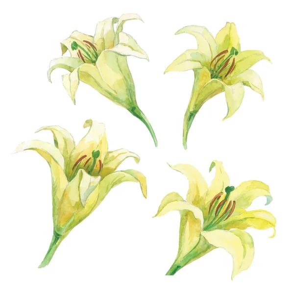 A set of watercolor etudes of a flower of a lily — Stock Vector