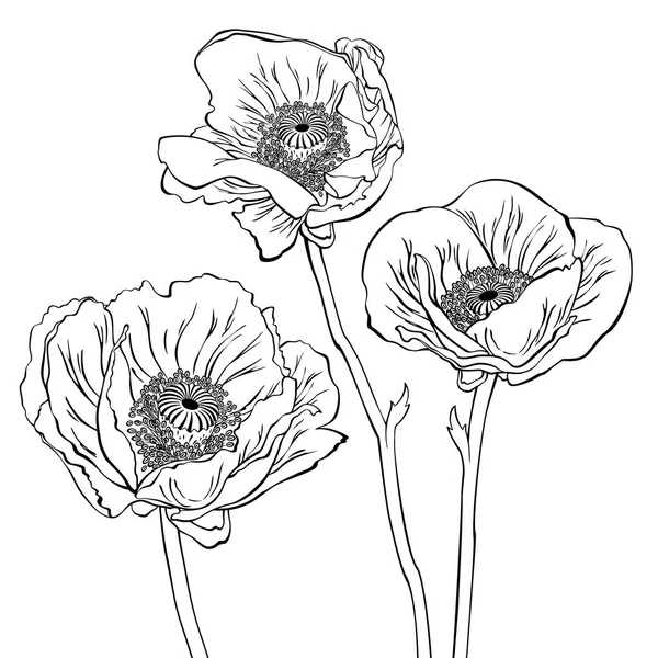 Dessin de fleurs de pavot — Image vectorielle