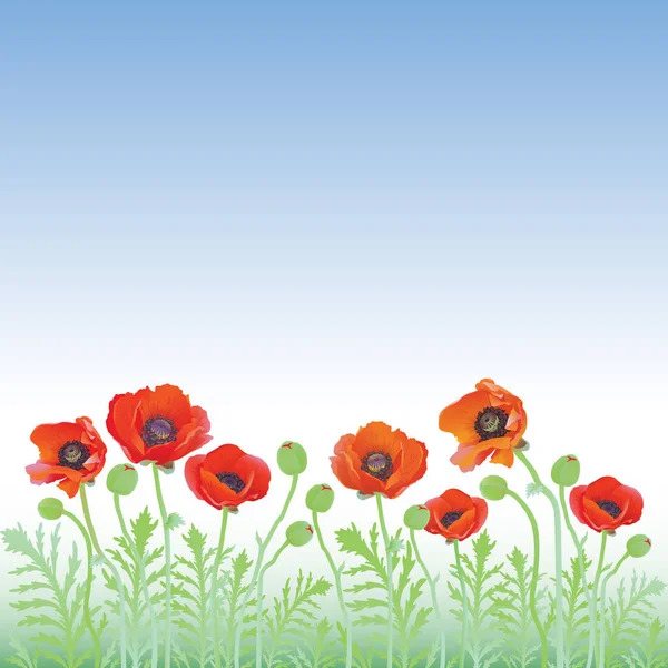Flores de amapola roja — Vector de stock