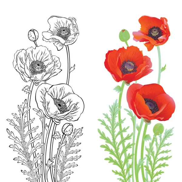 Flores de amapola roja — Vector de stock