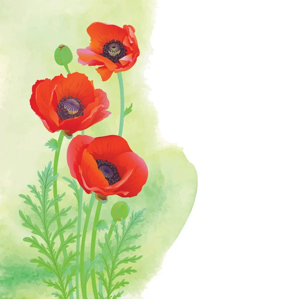 Poppy em um fundo aquarela — Vetor de Stock