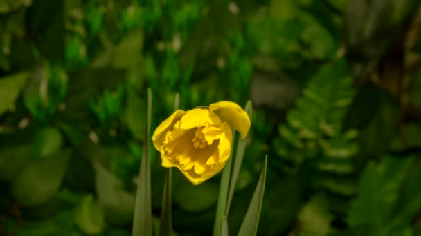 Timelapse Daffodil Narcissus Flowers Blooming Flourishing Natural Background — Stock Video