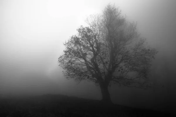 Árbol Destaca Una Niebla Prado Borde Bosque Misterioso —  Fotos de Stock