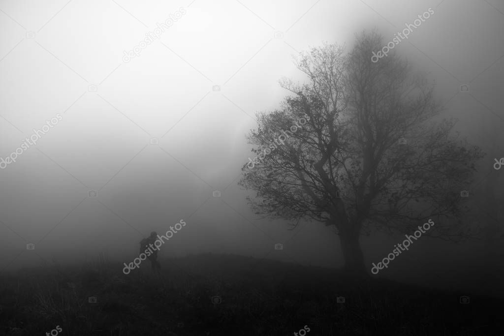The tree and person stands out in a mist on a meadow on the edge of a mysterious forest