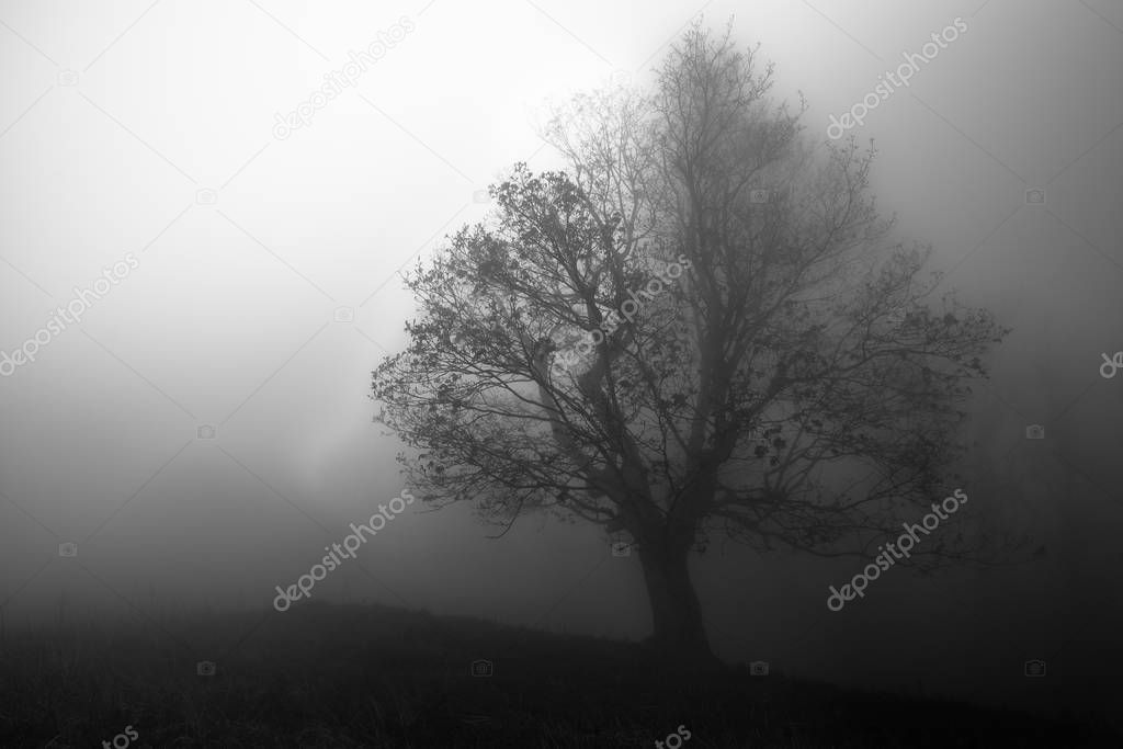 The tree stands out in a mist on a meadow on the edge of a mysterious forest