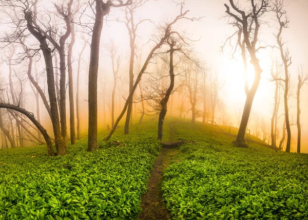 Sole Del Mattino Splende Attraverso Nebbia Nella Foresta Primaverile Montagna — Foto Stock